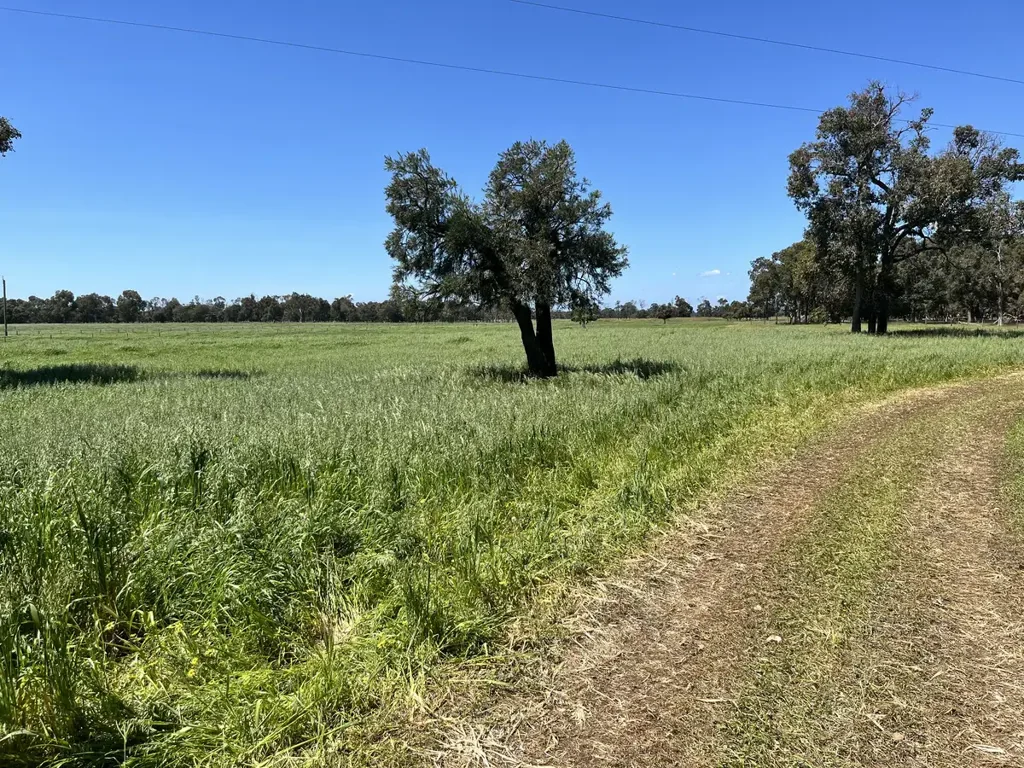 Proposed Lot 241 Downs Road, Ludlow, WA 6280