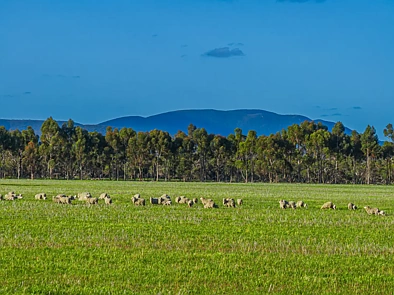 712 View Range Road, Kendenup, WA 6323, 4 slaapkamers, 1 badkamers, Lifestyle Property