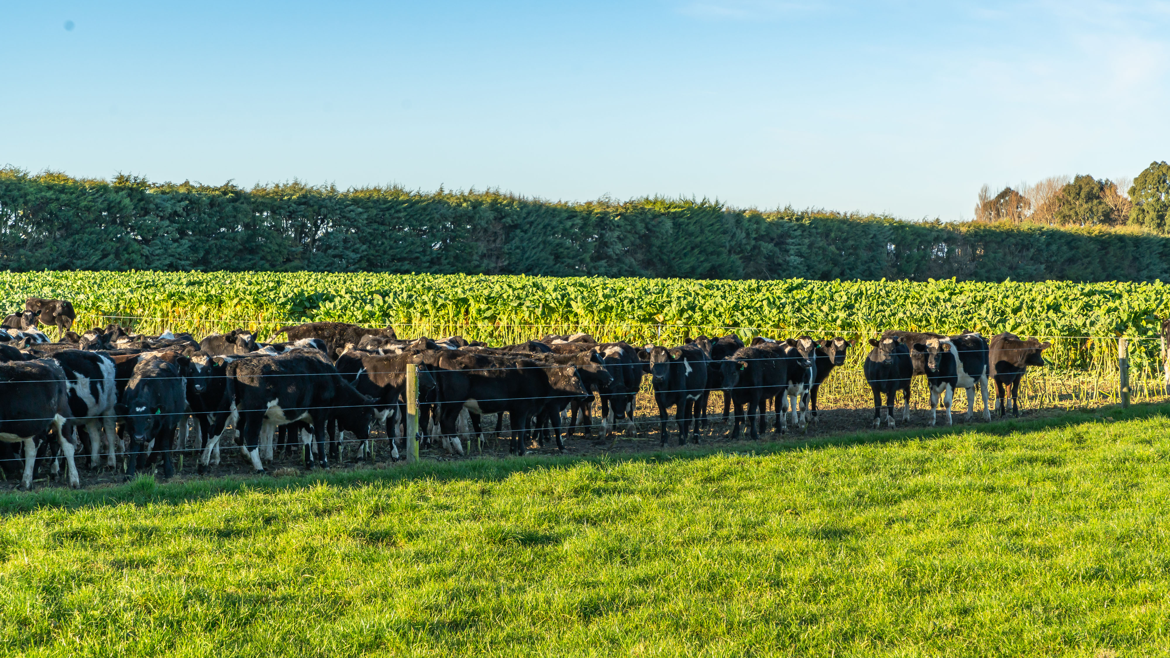 1016 Selwyn Lake Road, Leeston, Selwyn, 0 Schlafzimmer, 0 Badezimmer, Grazing