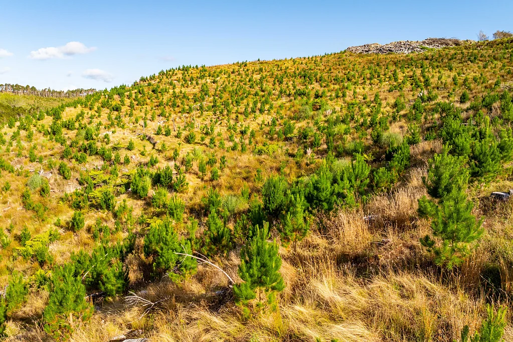 Paparoa  Solid Forestry investment in Four titles!