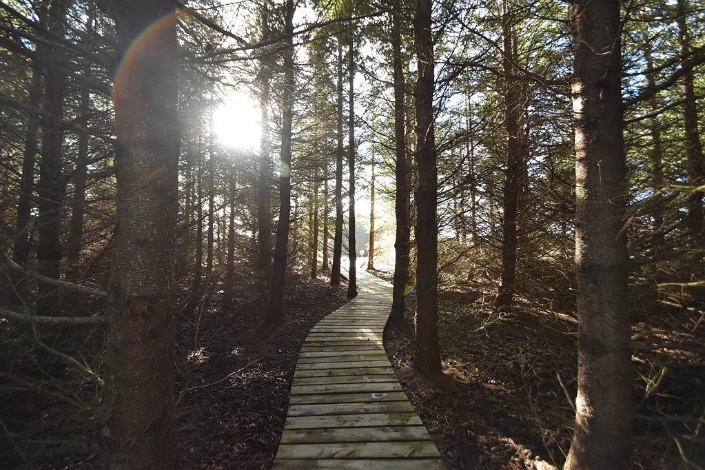 Twizel Ignore all previous pricing, needs sold now!