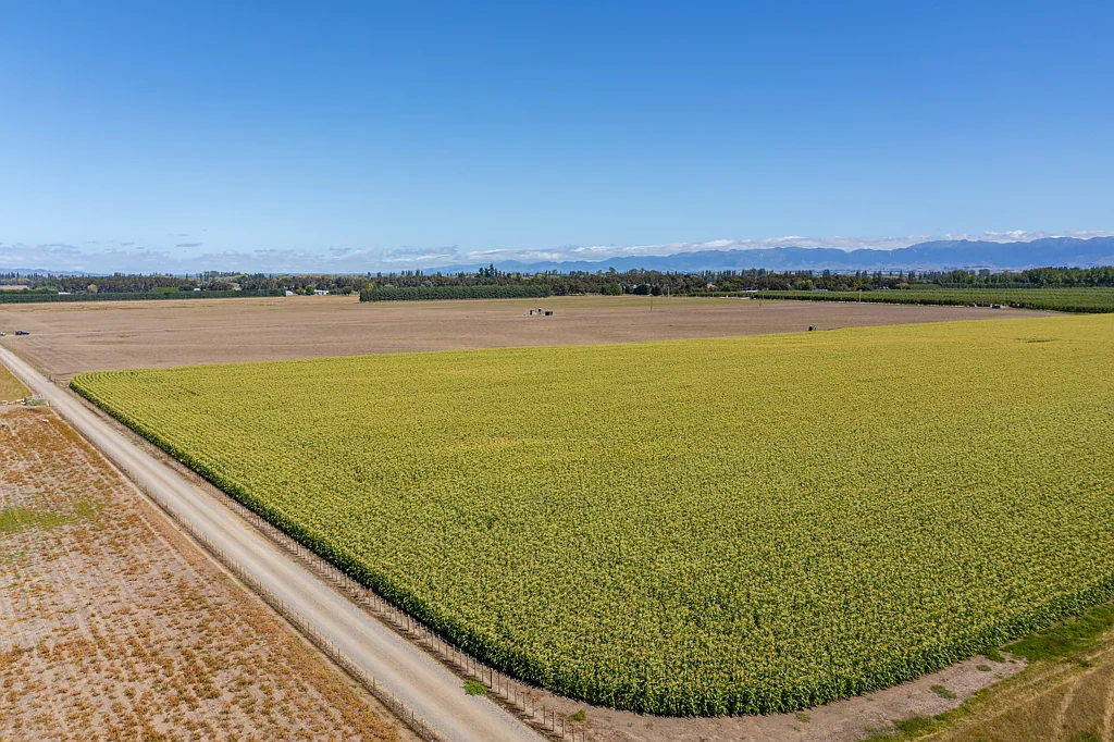 Waipawa  246ha with purchasing options of lease to purchase