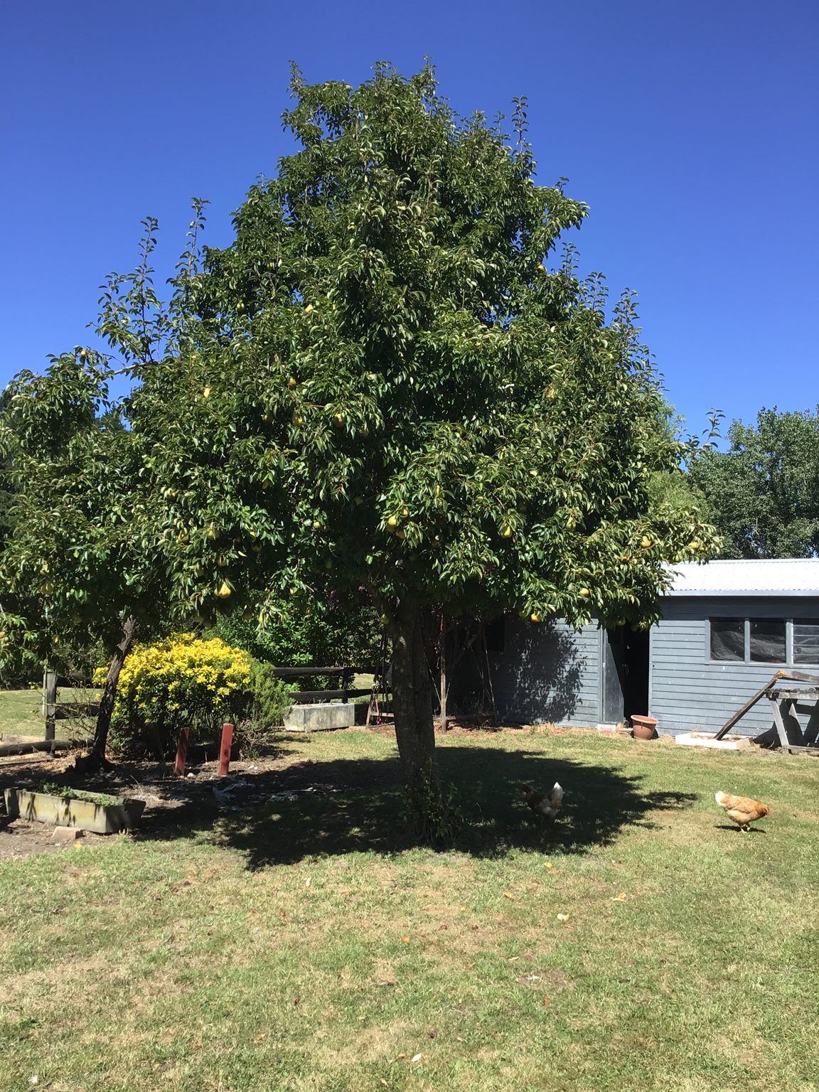 657 Domett Road, Domett, Hurunui, 3 Bedrooms, 0 Bathrooms