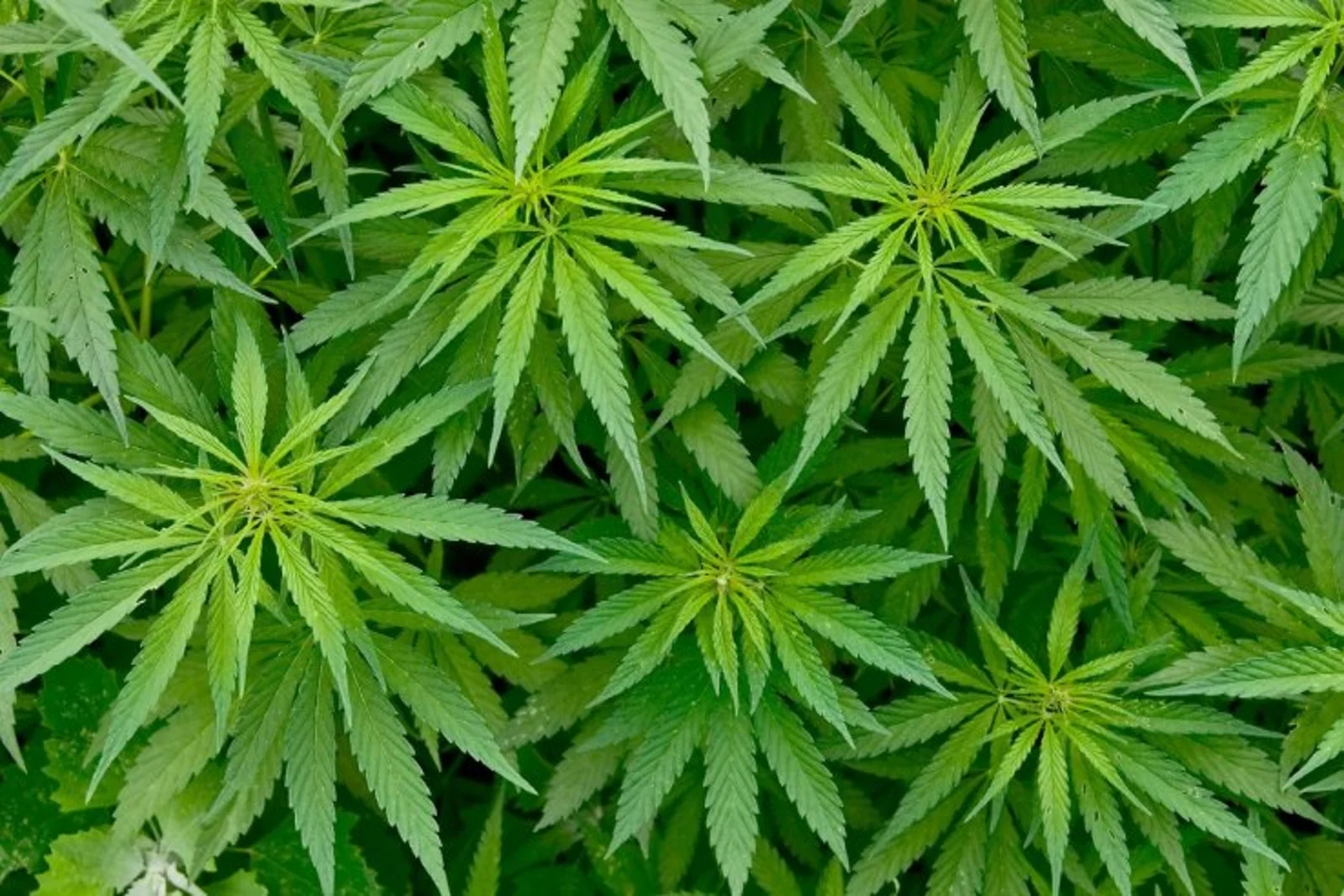 大麻合法化公投细节公布，购买年龄需满20