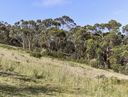 Lot 16, 270 Forest Drive, Mount Martha, Mornington Peninsula, 0 habitaciones, 0 baños, Section
