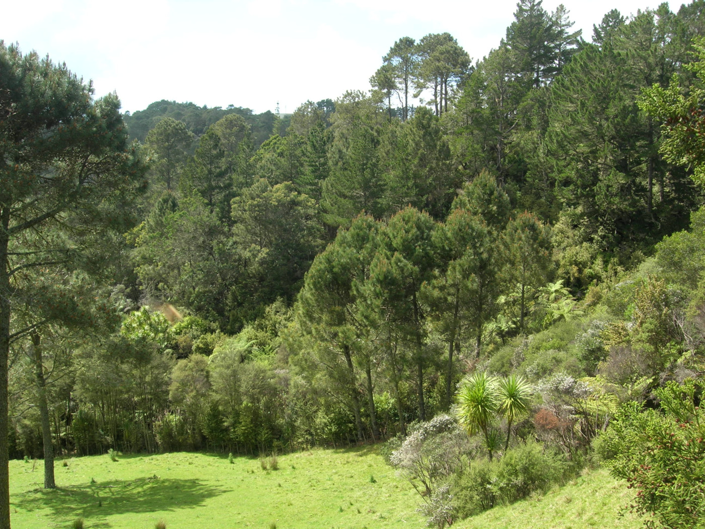 98 Lonely Track Road, Redvale, Auckland - Rodney, 1 habitaciones, 1 baños