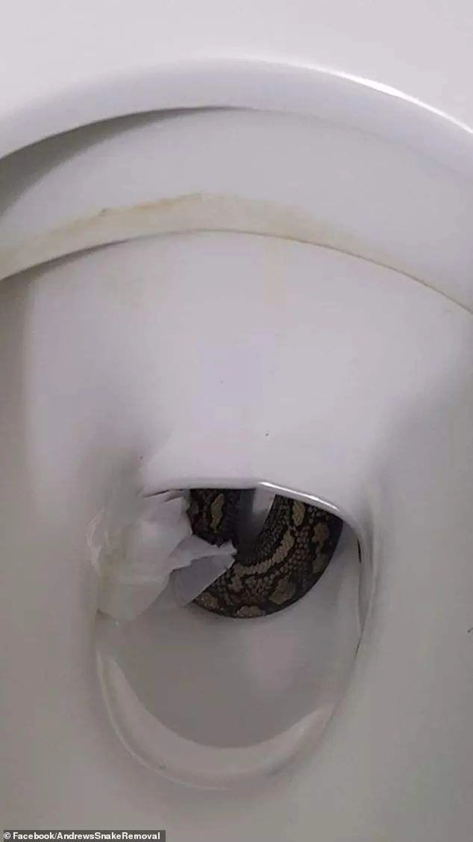 噩梦！澳洲老爷爷掀开马桶准备尿尿，突然有个黑黢黢的东西伸了出来！太可怕了！