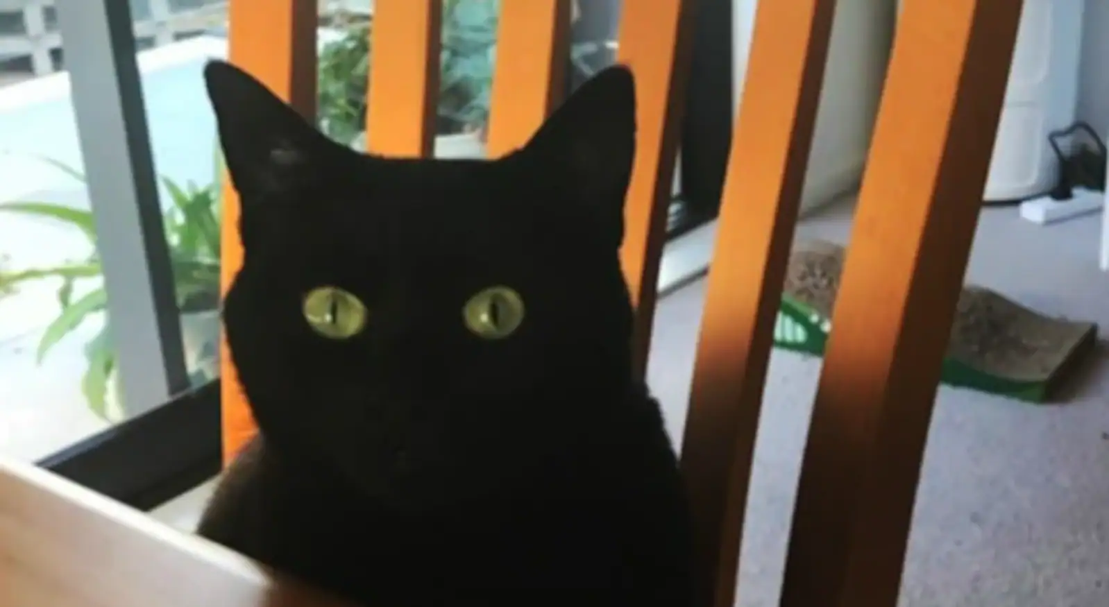 为了养猫，奥克兰女业主将公寓大楼告上法庭！