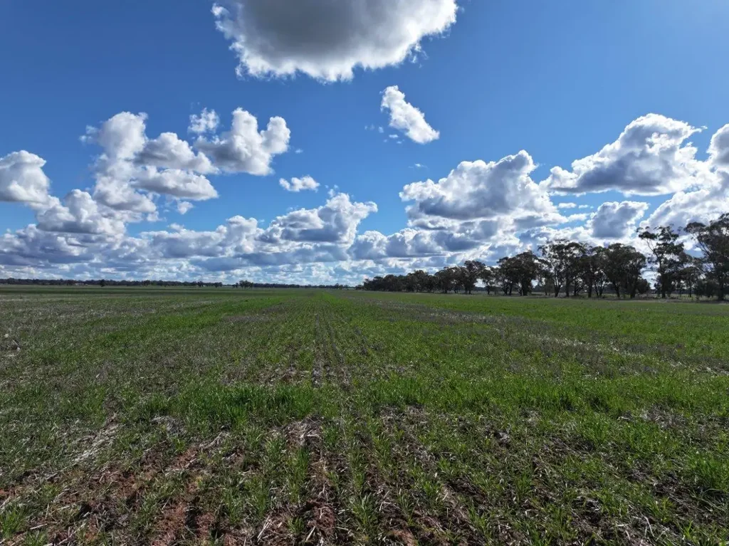 'Garthewn' 810 Quandary Road, Temora, NSW 2666