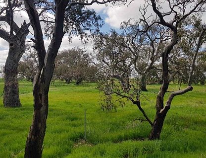C/A 12 & 13 Elmore-Mitiamo Road, Milloo, Bendigo, 0房, 0浴, Lifestyle Property