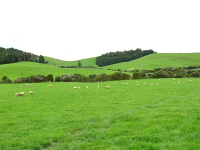 Rural  Rural Production Zone