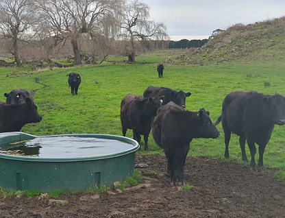 546 Koallah Pomborneit Road, Koallah, Warrnambool and South West, 3 chambres, 1 salles de bain, Lifestyle Property