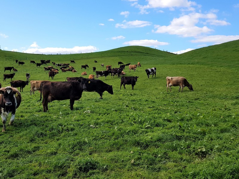 254 Somerville Road, Tapapa, South Waikato, 0 phòng ngủ, 0 phòng tắm