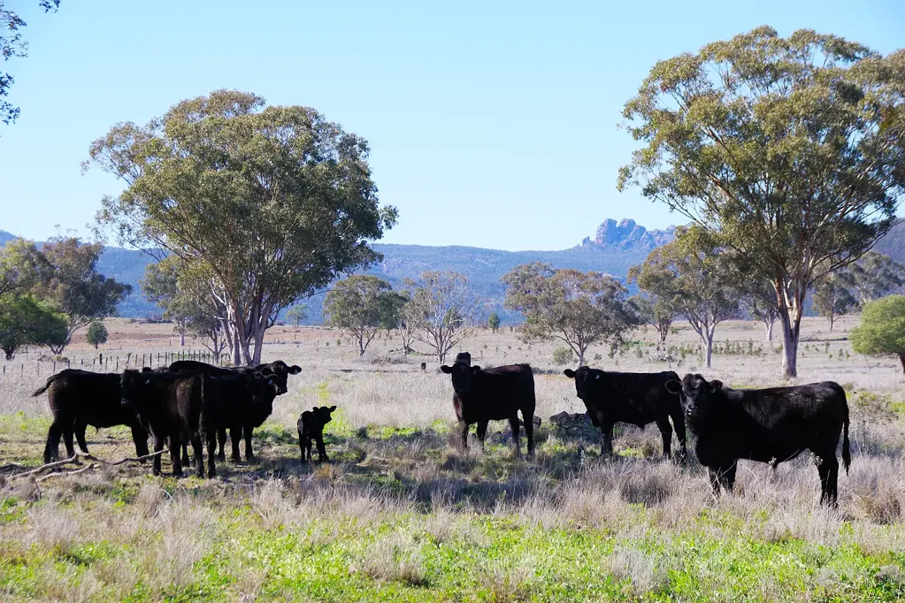 Maules Creek Quality Farming & Grazing Maules Creek/ Boggabri North West NSW