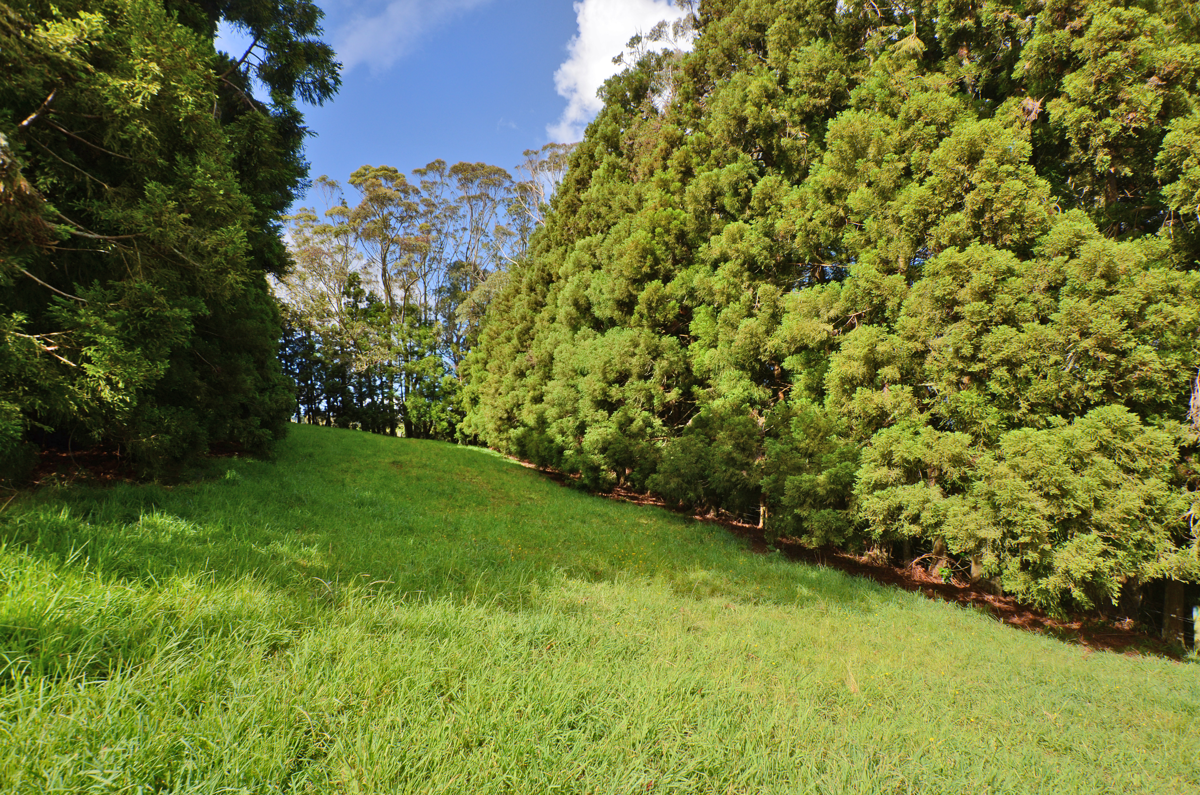 217 Apotu Road, Kauri, Whangarei, 5 phòng ngủ, 0 phòng tắm