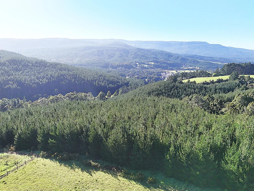 Dargaville Surrounds 16 Hectare Lifestyle and Forestry Opportunity