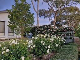 4A Webb Street, Clare