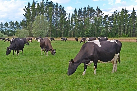 Zoned Rural