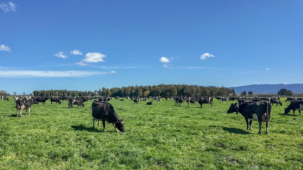 Featherston Oporua Dairy - Under Contract