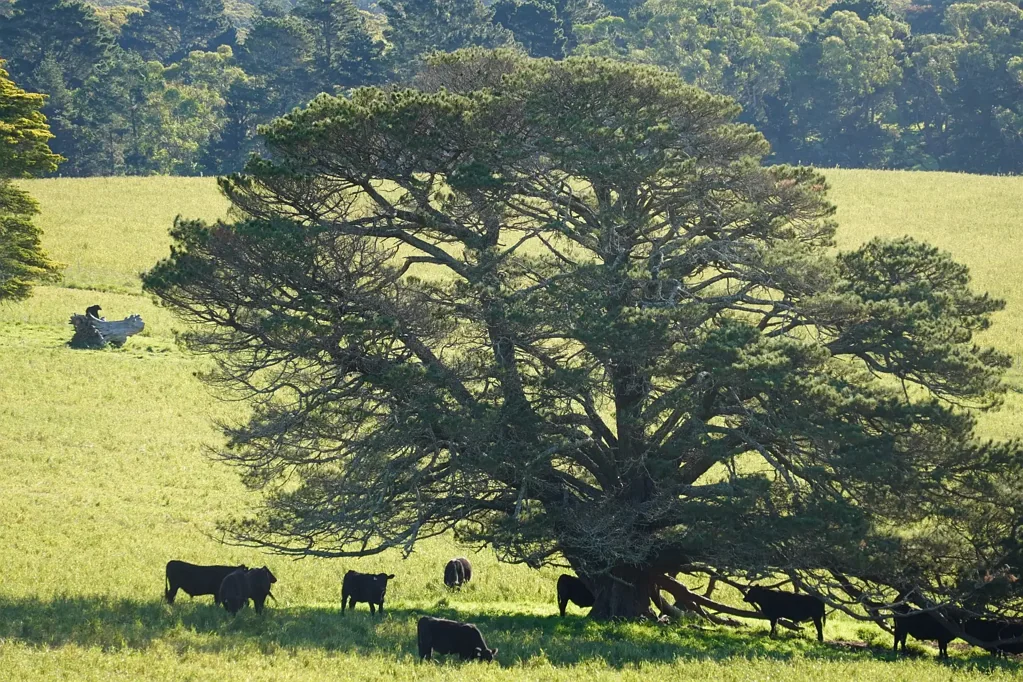 Exeter Prime 222 Acres in Exeter - A Rare Southern Highlands Estate