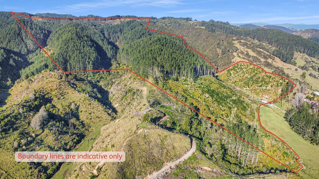 Taneatua Mature pine crop on 42 ha land - 15km to Whakatane
