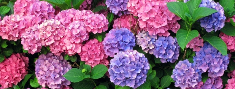 Hydrangeas-niqno7h6ywcdm8jahripenqvwedzpoct9b3xgyc0xk