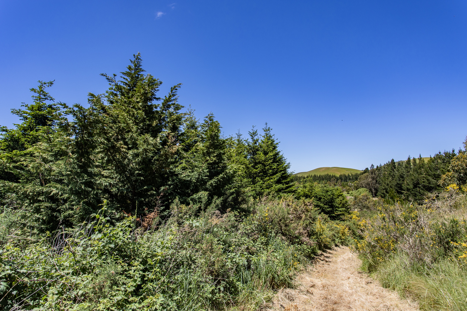 319 Cramptons Bush Road, Balcairn, Hurunui, 2 phòng ngủ, 0 phòng tắm, Lifestyle Property