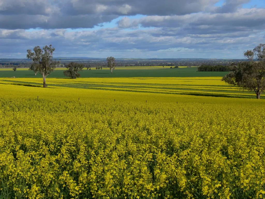 Grenfell  Exceptional 620mm Cropping Country with Grain Complex + Federation Homestead
