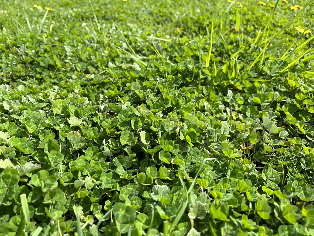 Apsley Attractive Grazing Parcel 127 Acres.