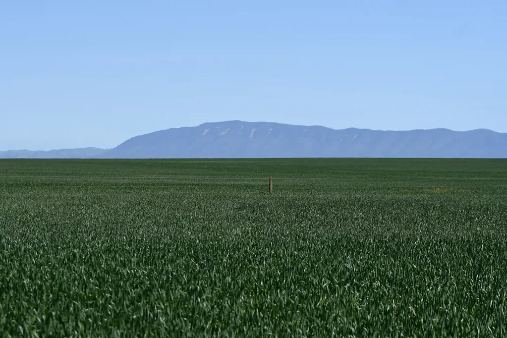 Willowie  Productive Cropping & Grazing Holding - 404.7 Hectares