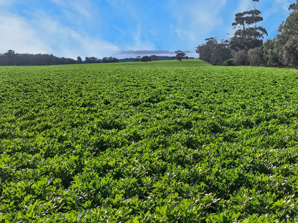 Auburn Highly Productive Cropping Land on the Edge of Auburn