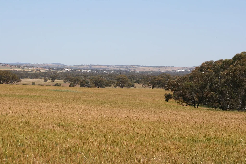 Grass Valley Longhurst's and Springgully