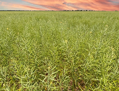 'Gressenhall' 219 Howes Lane, West Wyalong, Riverina, 0房, 0浴, Lifestyle Property