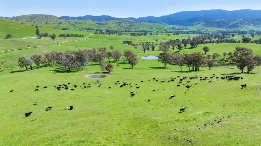 Cudgewa "Wabba Downs"