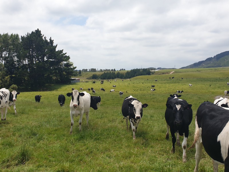 255 Millricks Line, Linton, Palmerston North, 0 habitaciones, 1 baños