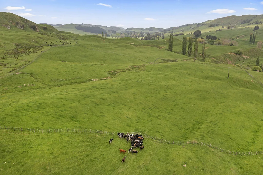 Te Kuiti  Calling All Cattle Graziers!!!