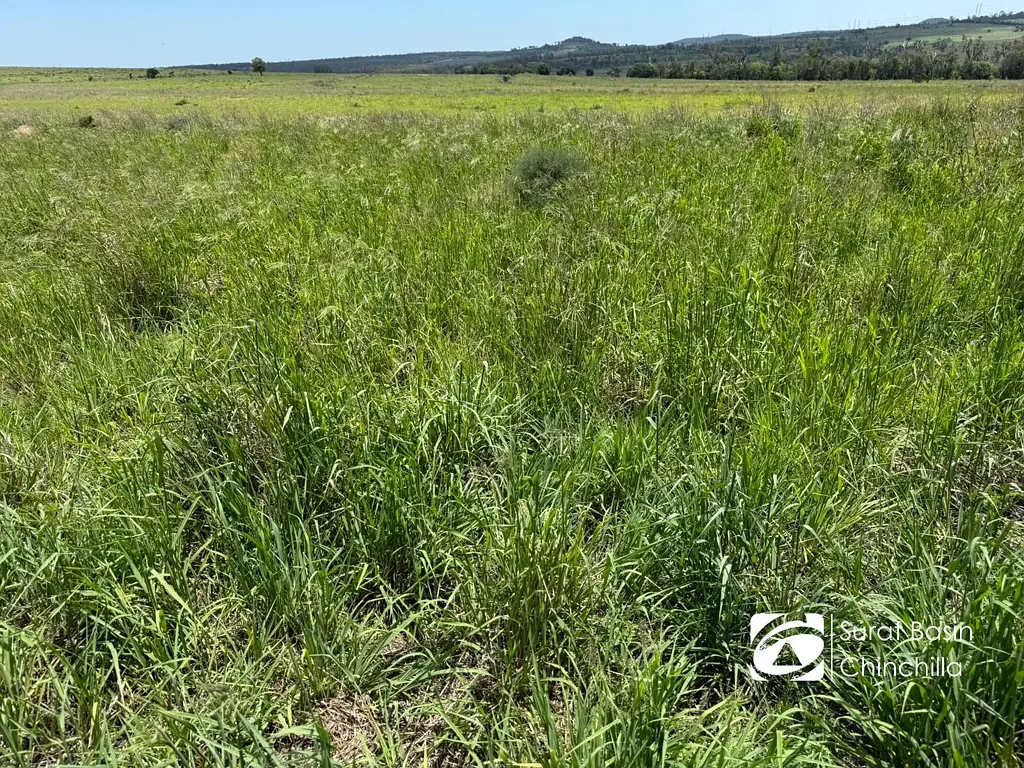 Cooranga  “Oklahoma” – A Property That Grows With You – Grazing, Water & Feedlot Upside