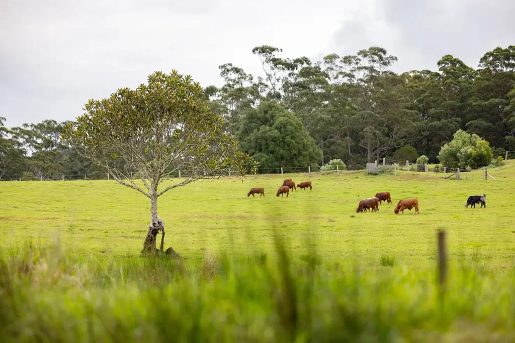 378 Curramore Road, Curramore, QLD 4552
