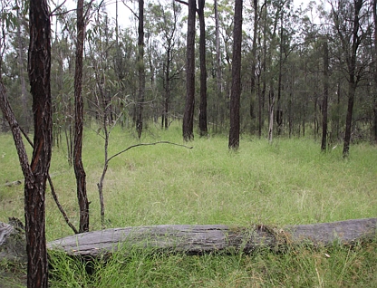 Lots 1 & N Yagaburne-Boondandilla Road, Boondandilla, Darling Downs, 0 कमरे, 0 बाथरूम, Lifestyle Property