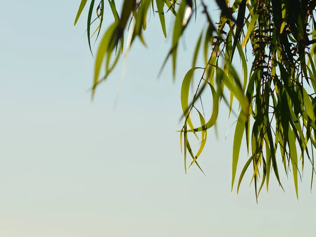 LOT 8 Fleur Corner, Jackass Flat, VIC 3556