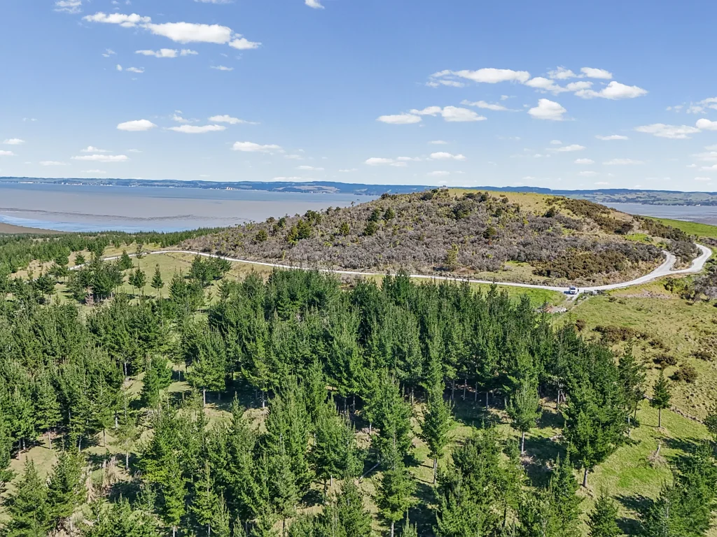 Ruawai Mature forestry - Te Kowhai Road