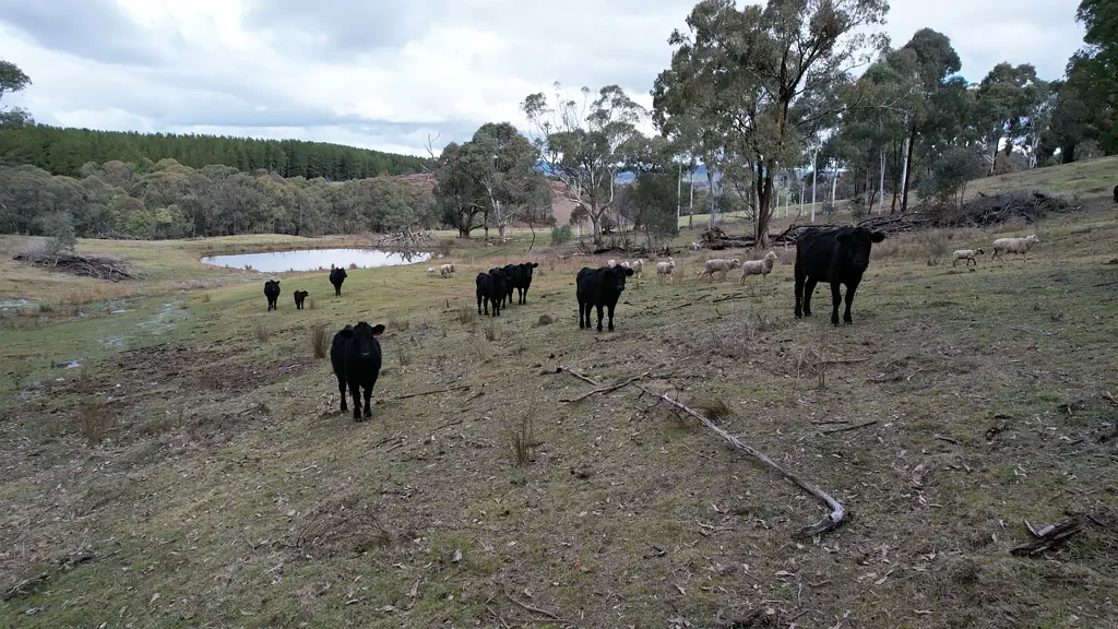 Tumbarumba Escape. Explore. Establish!