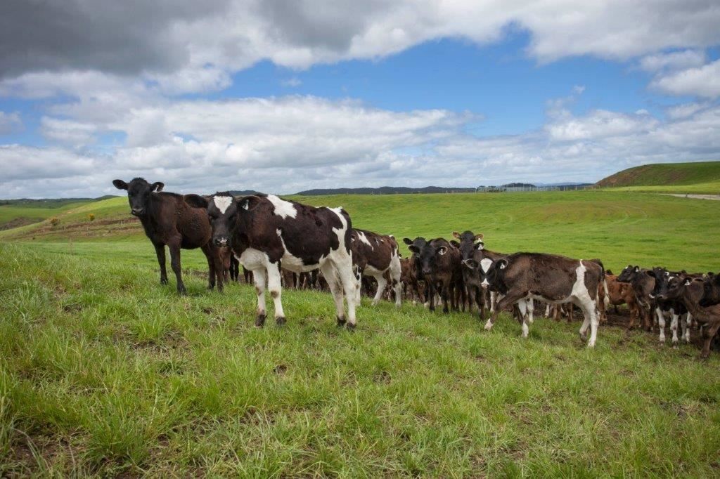 81 Key Road, Kinleith, South Waikato, 0 rūma, 1 rūma horoi