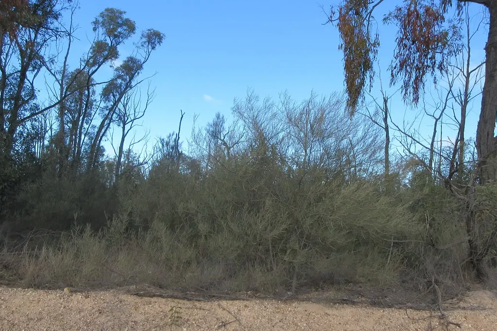 Tara Virgin untouched piece of land assuring privacy but close to town and shops
Cheapest on the market