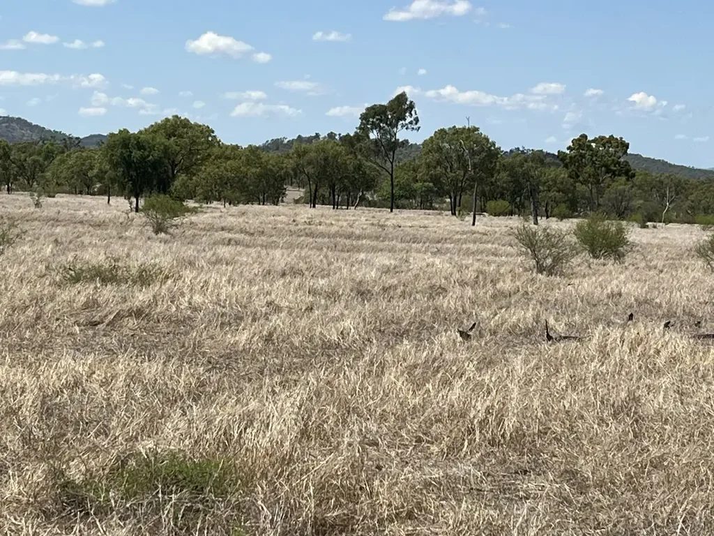 Turrawulla  "Carbethon" - Breeder Block -  26,500