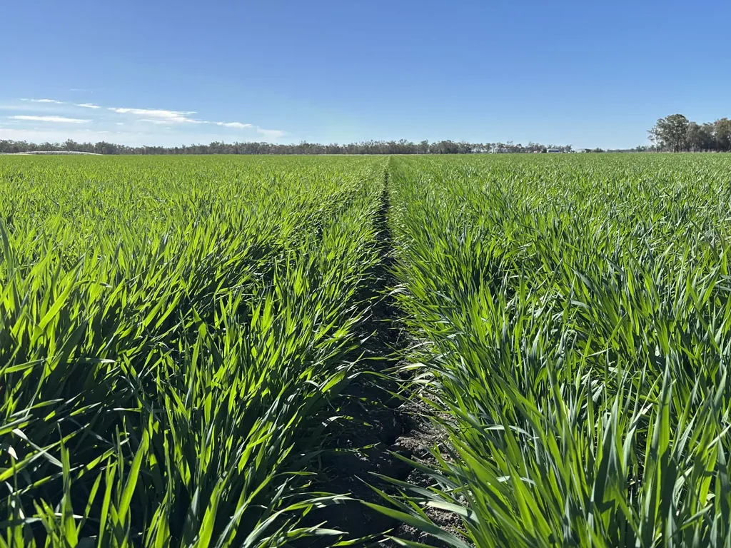 Goondiwindi  "Booroora"
