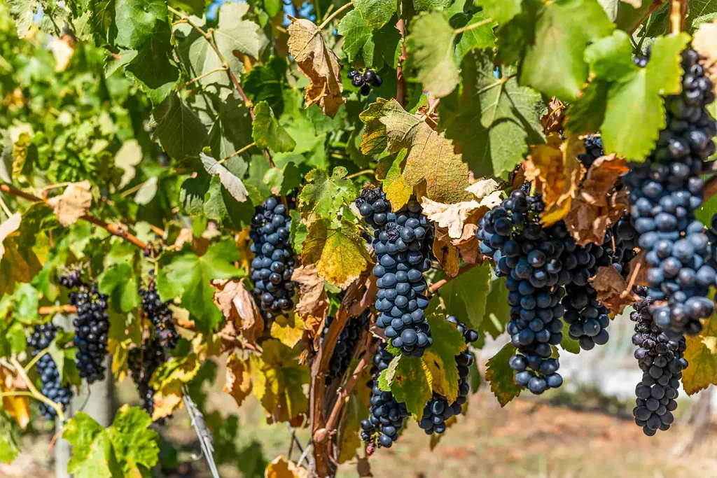Heathcote  FORMER 'WANTED MAN' VINEYARD