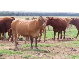 "EastLea" Chinchilla Wondai Road, Chinchilla