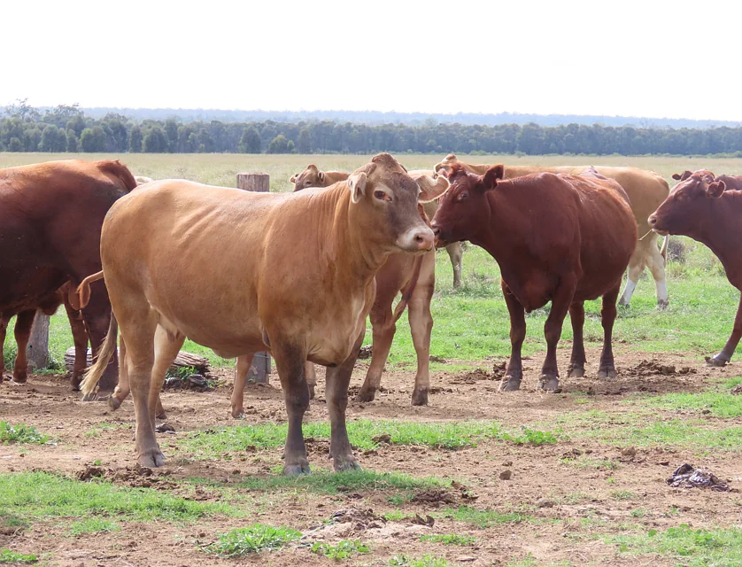 "EastLea" Chinchilla Wondai Road, Chinchilla, Darling Downs, 0 ห้องนอน, 0 ห้องน้ำ, Lifestyle Property