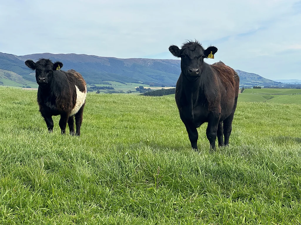 West Otago Surrounds  Dairy Grazing Block Near Edievale